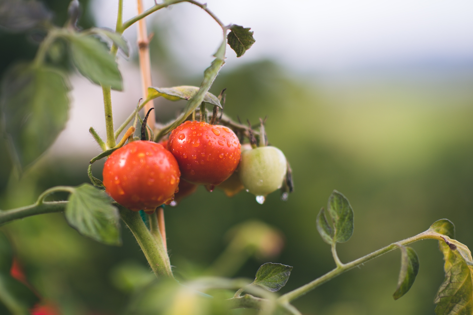 geheimtipp augsburg kolumne foodiefredie saisonaleinkaufen Tomaten – ©Unsplash