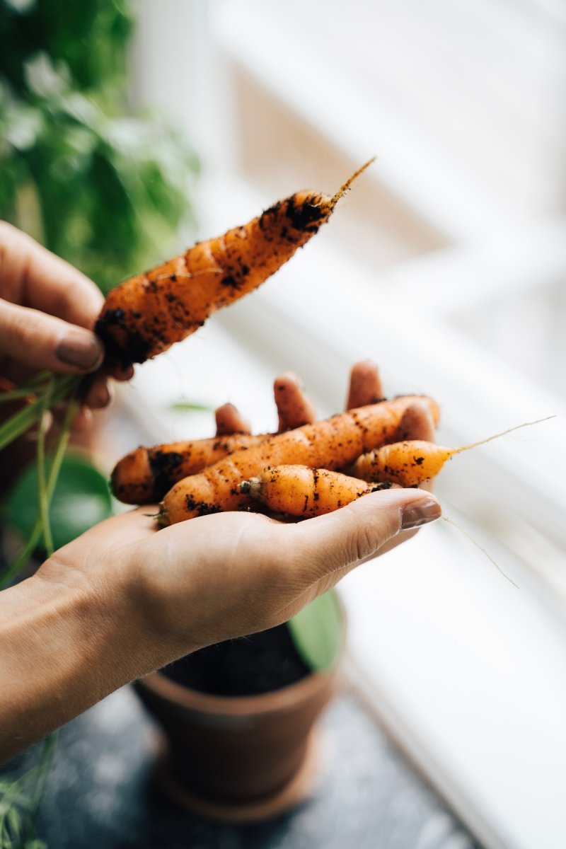 kolumne foodiefredie saisonaleinkaufen Karotten – ©Unsplash