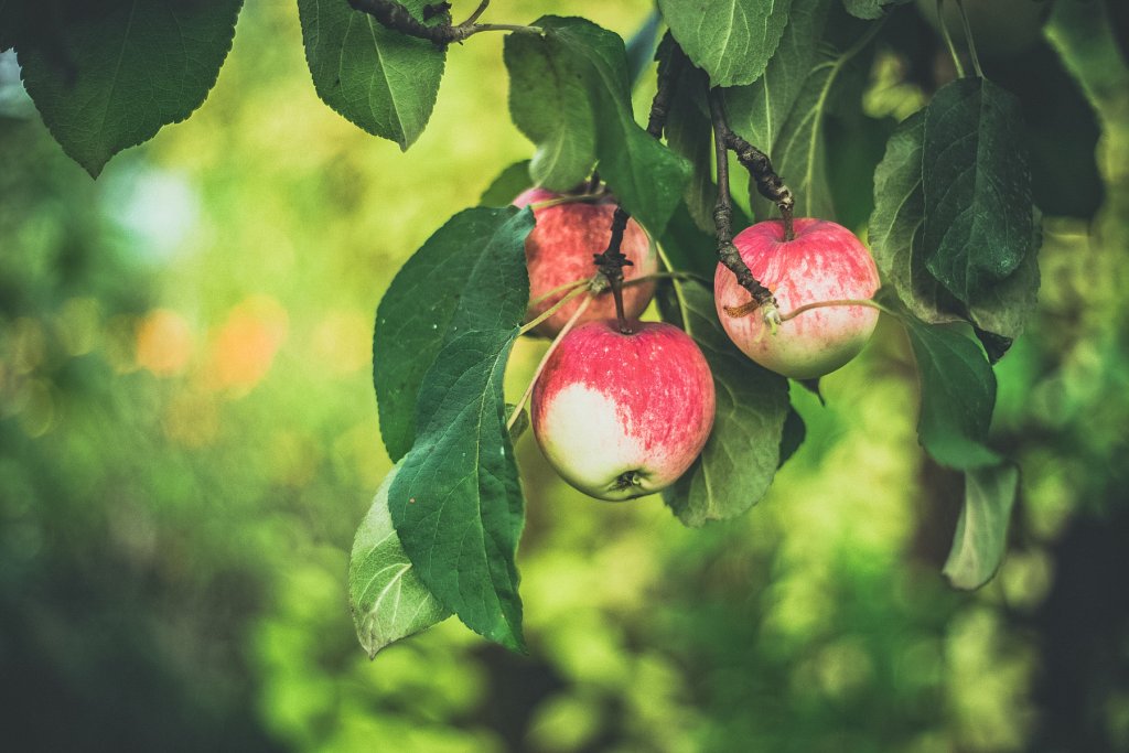 geheimtipp augsburg kolumne foodiefredie saisonaleinkaufen äpfeln auf dem baum – ©Unsplash