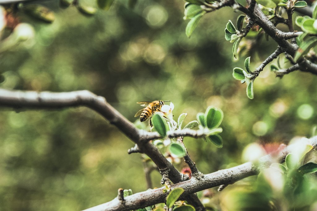 geheimtipp augsburg kolumne foodiefredie saisonaleinkaufen bienen – ©Unsplash