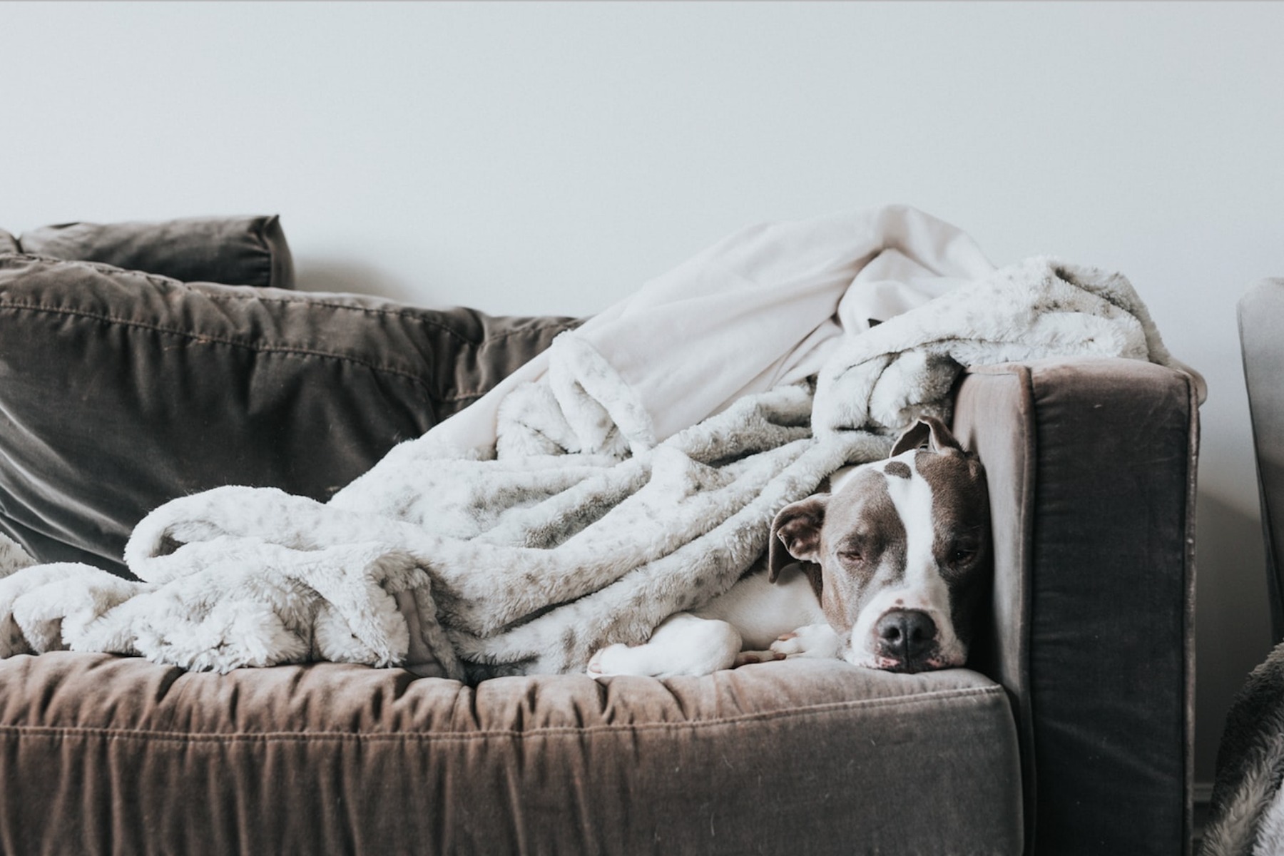 Serienguide netflix februar sofa mit hund – ©Unsplash