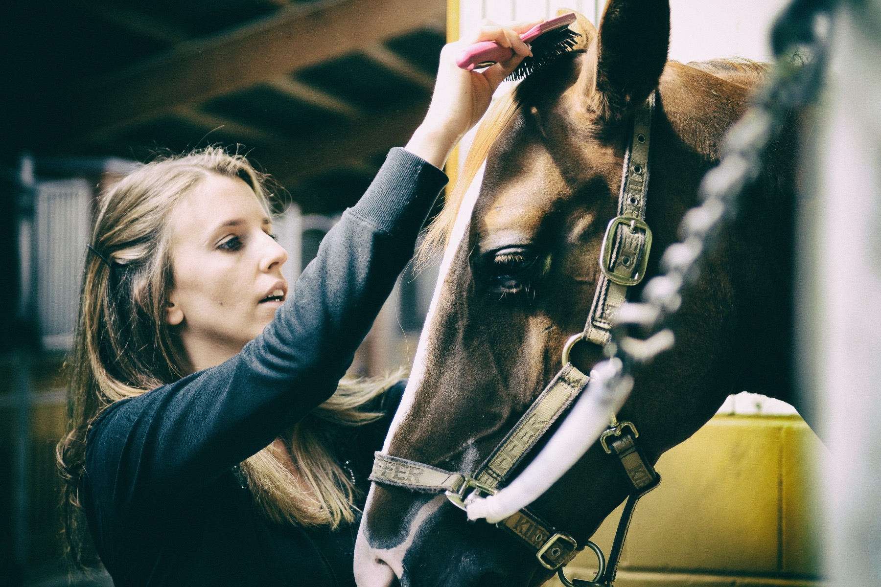 Jedes Pferd hat seinen eigenen Charakter und seine eigenen Vorlieben diese kennenzulernen und eine Beziehung zum Tier aufzubauen, ist etwas ganz Besonderes. – ©Unsplash