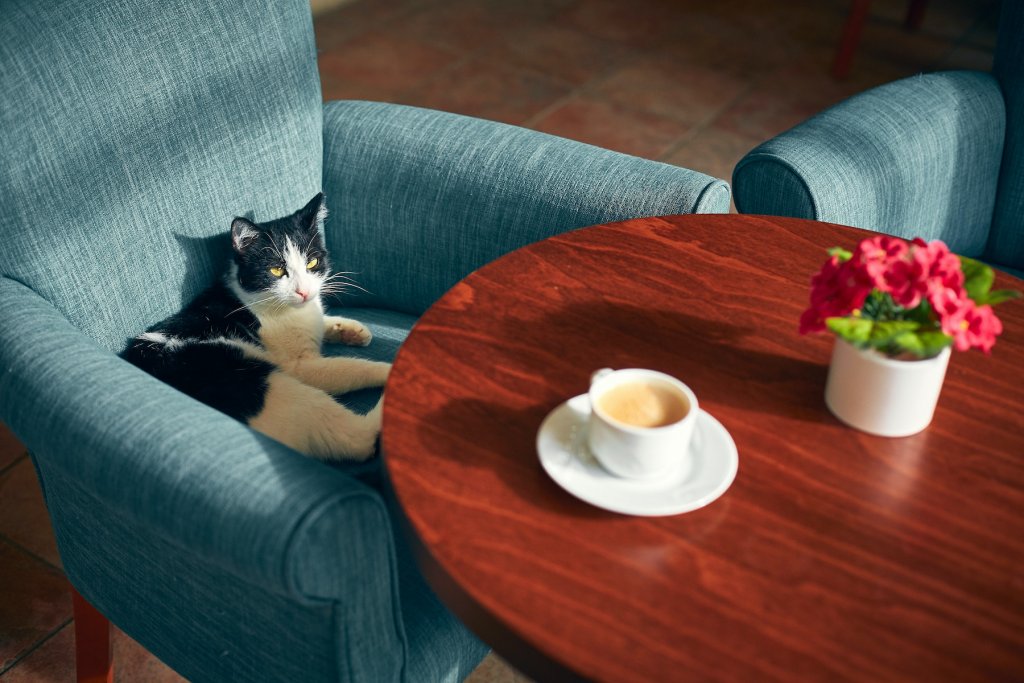 Katze Stuhl Kaffee Blume Sessel